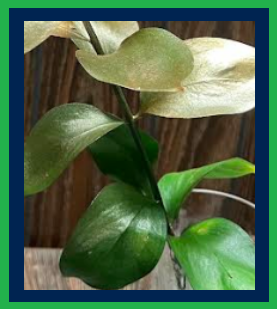 Example image